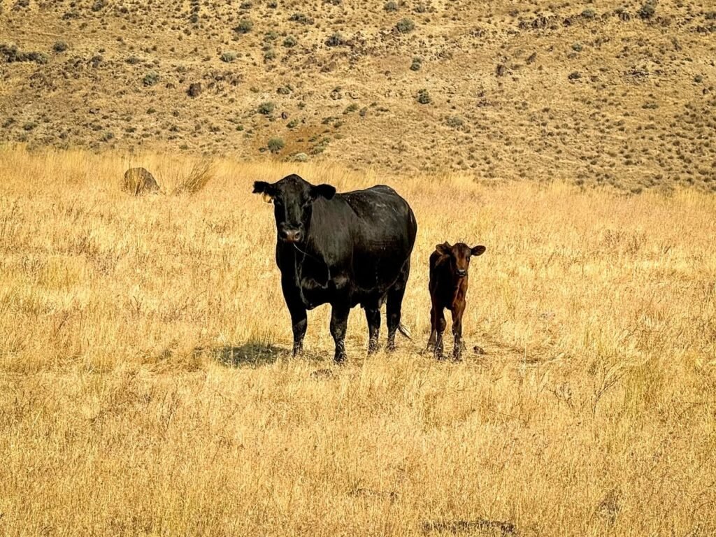 Two black cattle stand together in a field of dry golden grass.