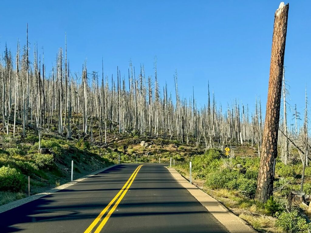 A two-lane road cutting through a forest of dead trees under a clear blue sky, with new low-lying green growth on the ground.