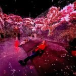 DUMBO, Brooklyn An immersive digital art installation featuring vibrant, glowing pink cherry blossoms and a reflective, magical floor. Visitors lie down to enjoy a surreal, starry atmosphere.