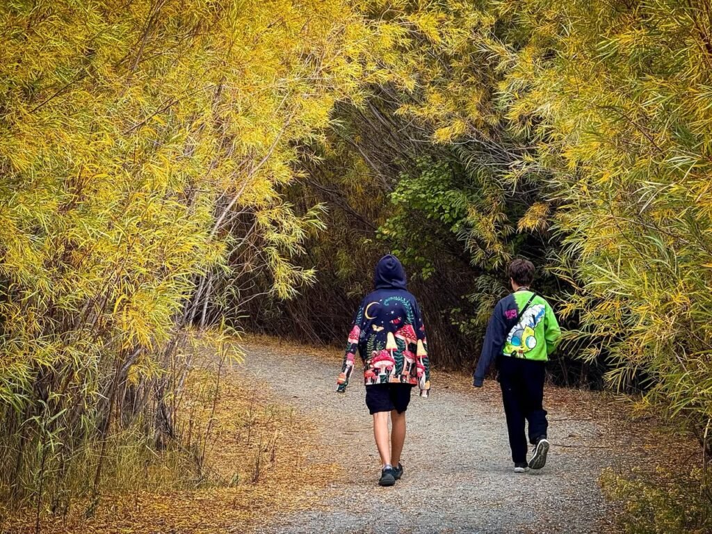 Two hikers walking a gravel trail through golden foliage. Autumn foliage lining the hiking path.