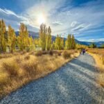 A scenic gravel path lined with vibrant yellow trees under a bright blue sky.