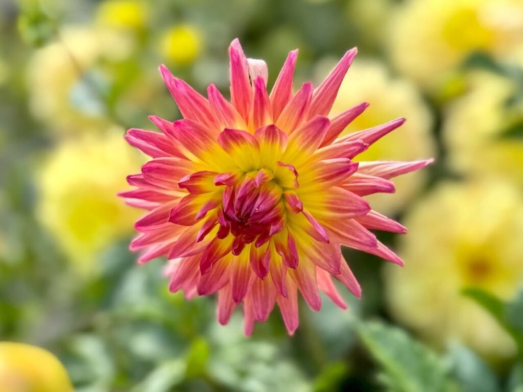 A close-up of a pink and yellow dahlia flower with a blurred garden background. Captured during dahlia season in our regional garden settings.