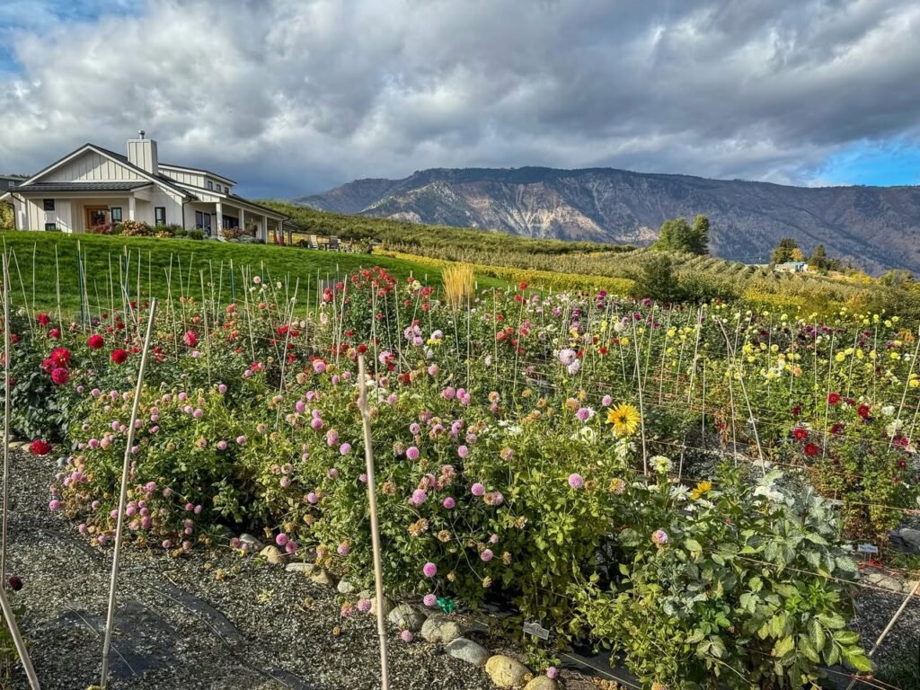 A vibrant view of the rose garden at the Rose Barn with rolling hills and mountains in the background.