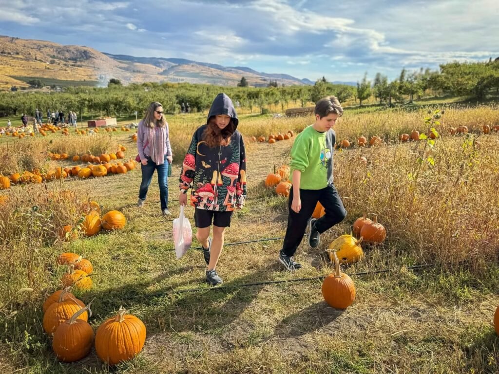 People amidst a field of pumpkins against a backdrop of rolling hills. A close-up view of pumpkins scattered on the ground in a field.