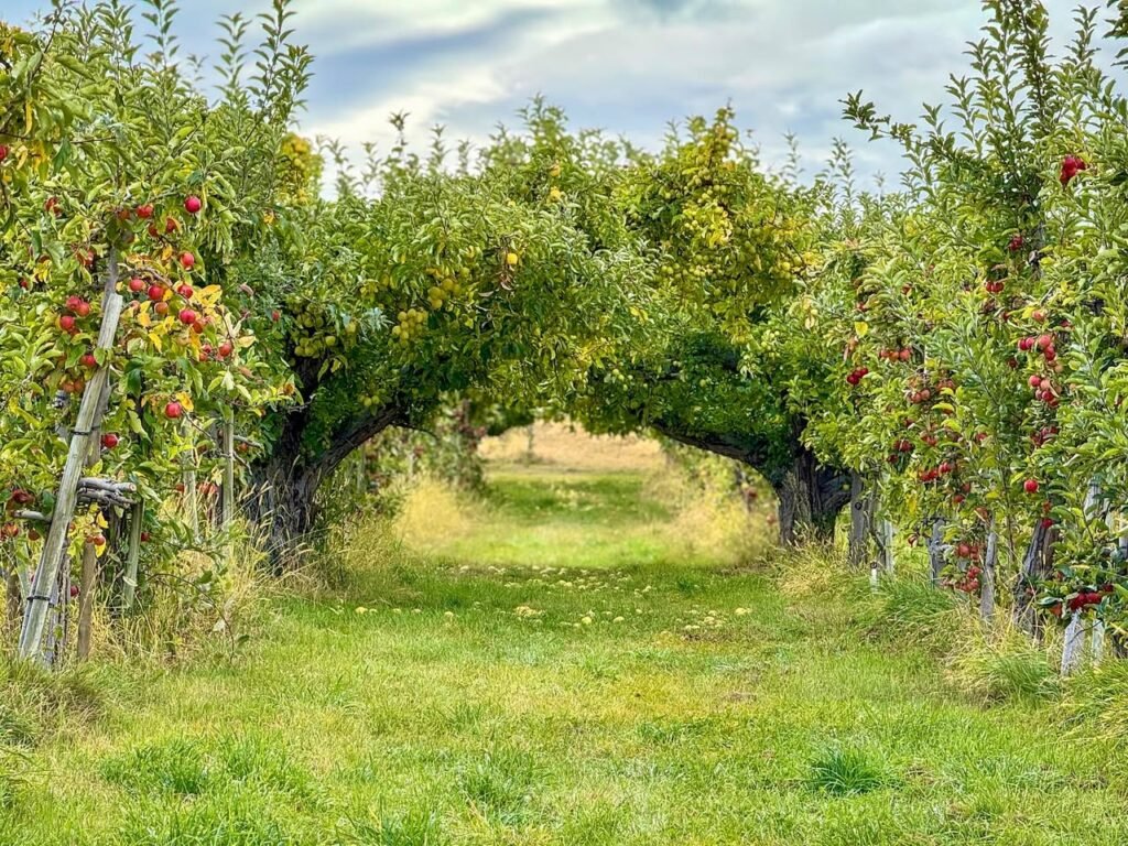 Close-up of ripe apples on the tree and a lush path through an apple orchard in Italy.