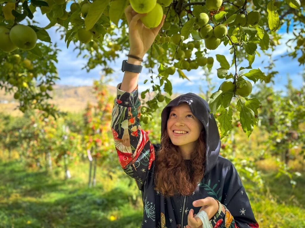 A person reaches up to pick green plums from a tree in a sunlit orchard.