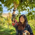 Beebe Springs Nature Area A person reaches up to pick green plums from a tree in a sunlit orchard.