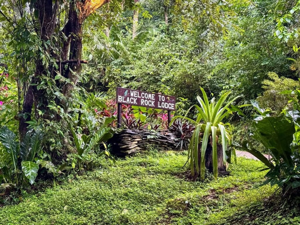 A wooden sign reading Welcome to Black Rock Lodge stands in a lush tropical area, surrounded by dense green foliage and tall trees.