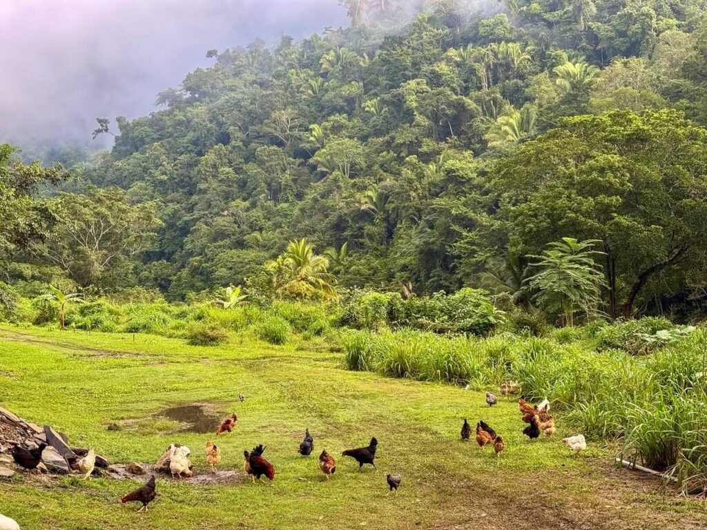 A group of chickens grazing on a lush green field at the edge of a dense, misty rainforest.