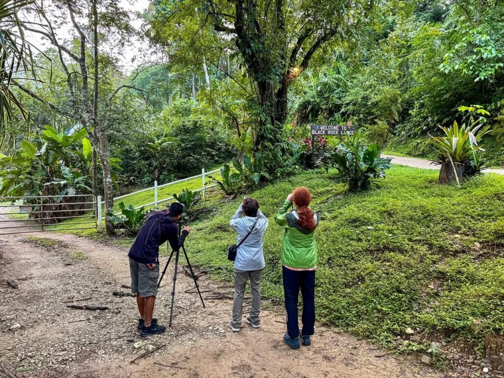 Onlookers observe the lush green scenery with a telescope in a tropical garden setting.