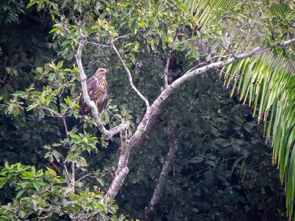 A bald eagle rests on a tree branch amidst dense tropical foliage. The scene captures wildlife in a lush natural setting.