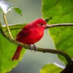 Tubing the Macal River A close-up of a vividly red bird perched on a leafy branch, surrounded by lush green foliage.