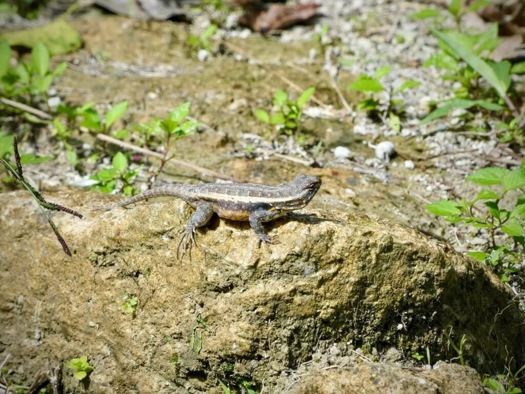 A small lizard basking on a mossy rock in a natural setting.