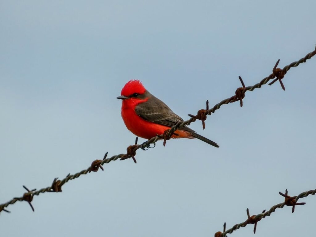 A vibrant red bird perches on a barbed wire fence against a pale blue sky, gripping the rough metal with its talons. The bird's brilliant plumage contrasts sharply with the dark grey thorns and muted cloud cover.
