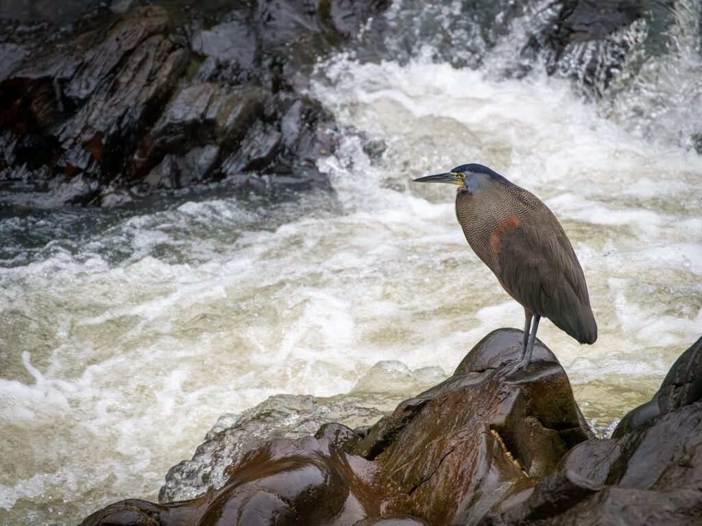 A bird perched on a rock beside fast-flowing water, with rugged natural surroundings. The scene captures the serenity amidst the movement of the river.