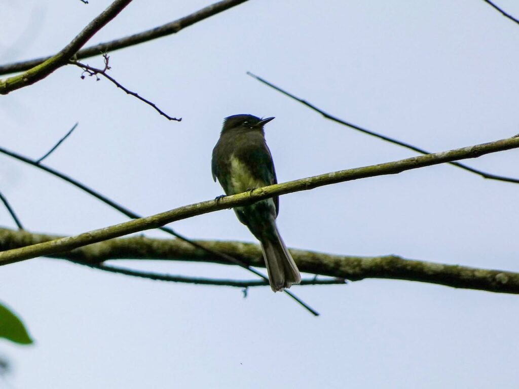 A Mute Swallow perches on a telephone wire against a clear blue sky in the Pacific Northwest.