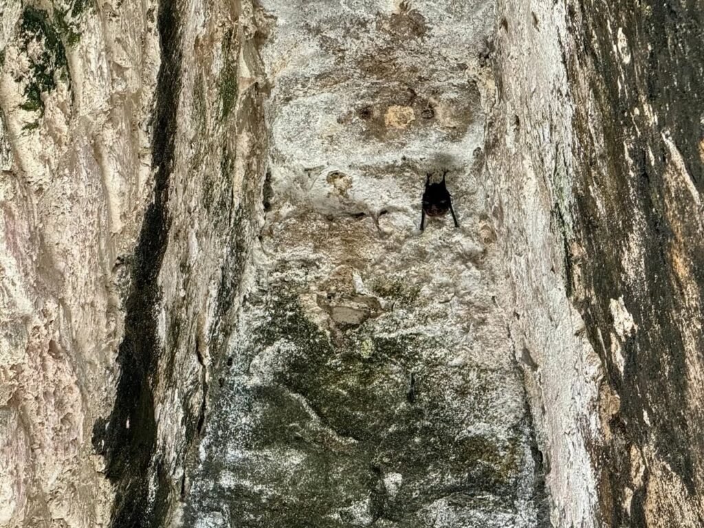 A climber scaling a rugged rock face with visible textures and natural green moss.