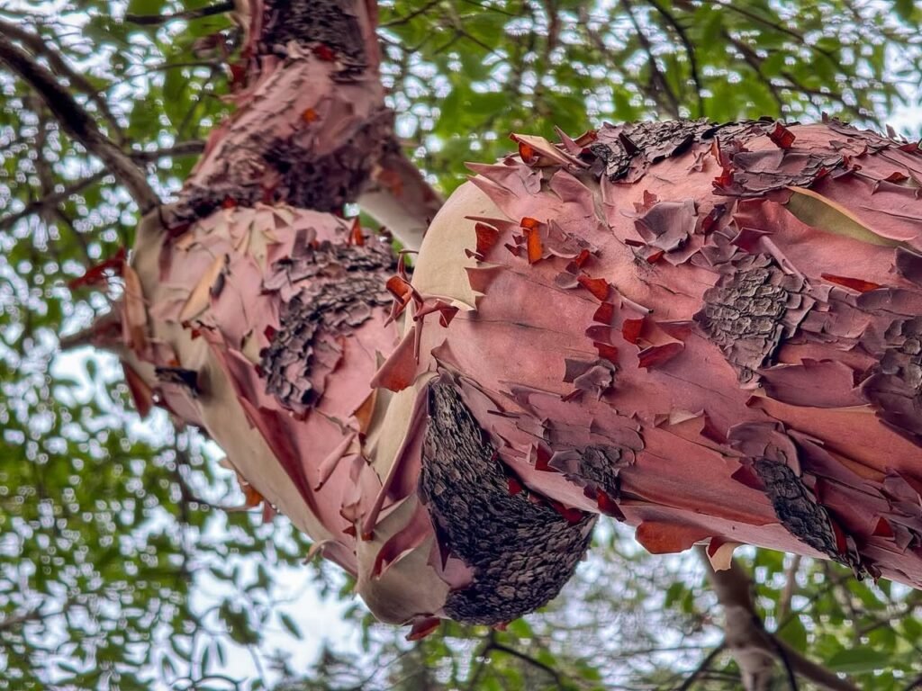 Close-up of a tree branch with peeling pinkish-red bark and dark textured areas. Green leaves and bright sky are visible in the background.