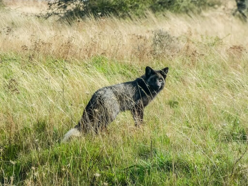 A black dog stands alert in tall grass, embodying the spirit of adventure and exploration.