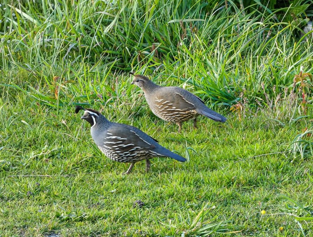 Two quail forage on a vibrant green lawn in the Pacific Northwest.