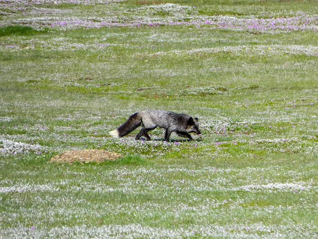 A gray fox walks across a green field dotted with small white flowers, with a birch tree visible in the background. This scene captures the natural beauty of the Pacific Northwest from johnandkristie.com.