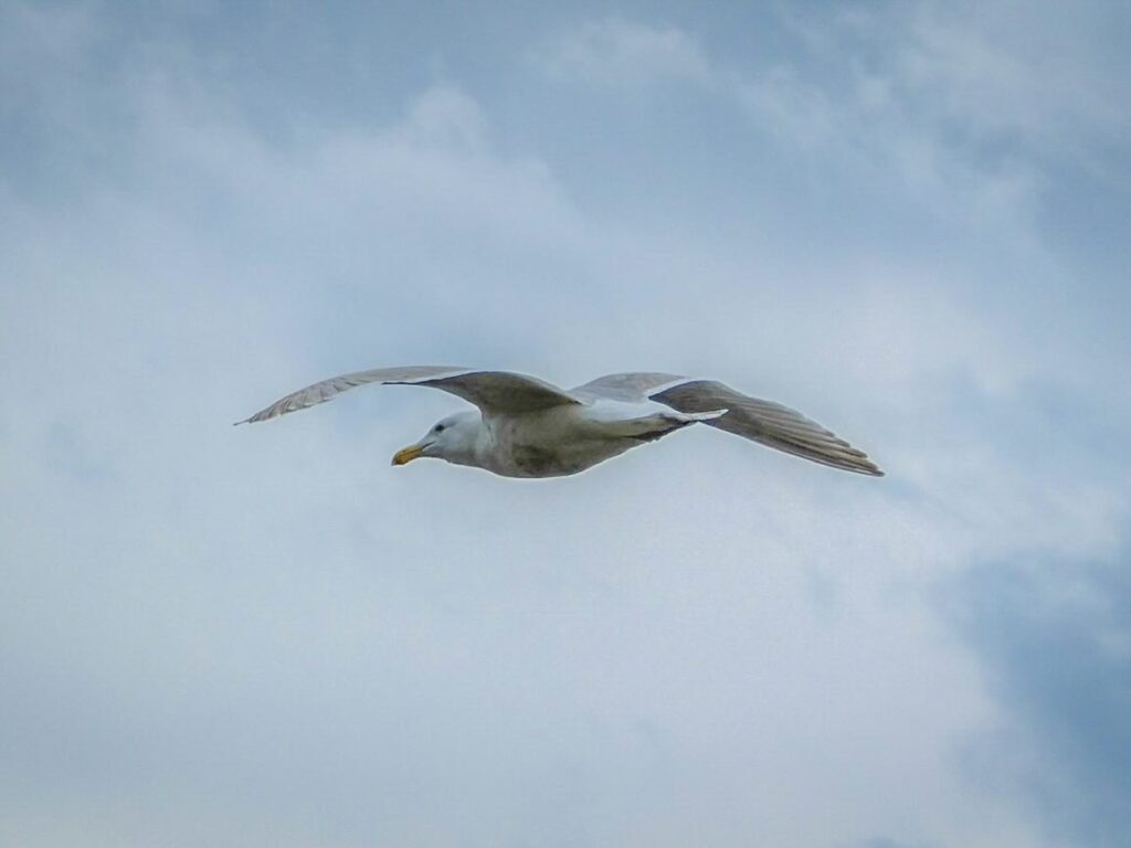 A seagull glides gracefully across a cloudy sky in the Pacific Northwest.