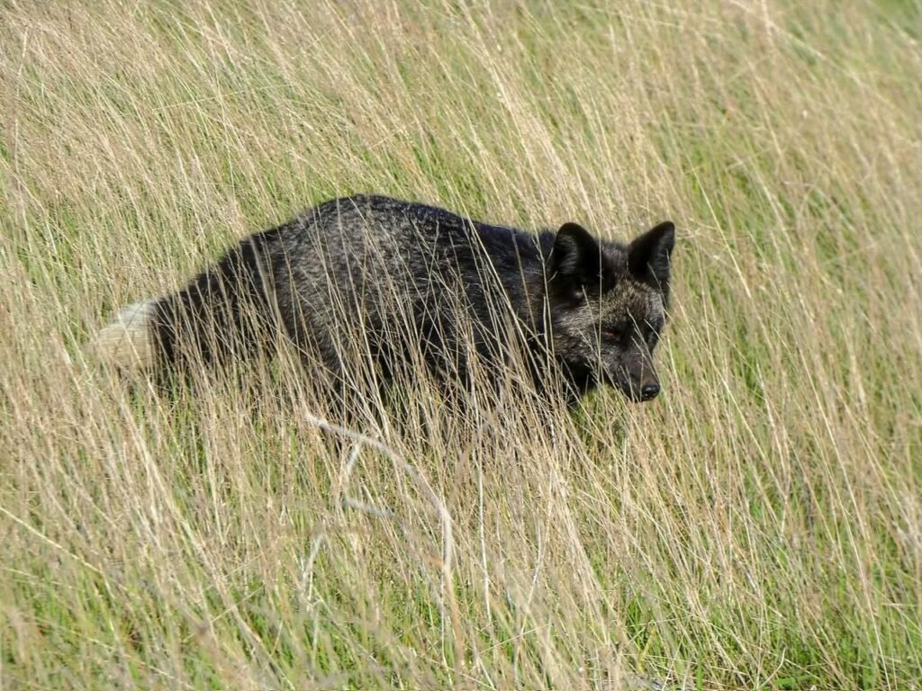 A happy dog weaving through the tall grass on a sunny day