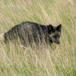 A happy dog weaving through the tall grass on a sunny day
