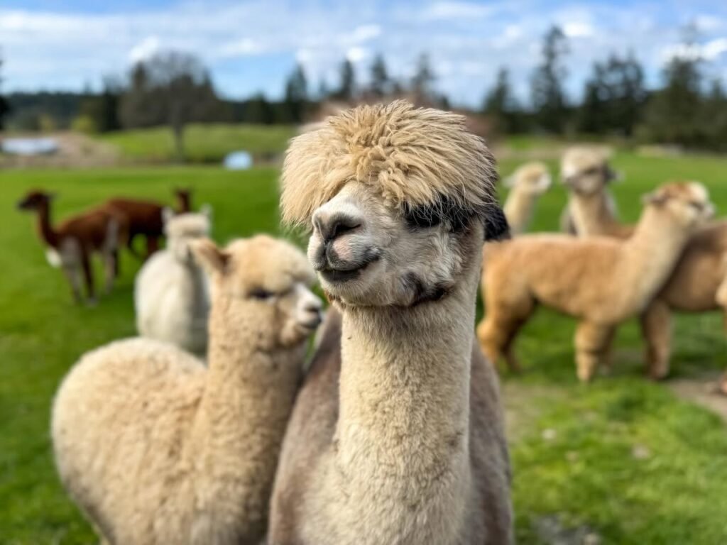 A close-up and wide view of alpacas grazing in a green field under a bright sky. A curious alpaca peers at the camera amidst a peaceful farm setting.