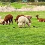 A group of alpacas grazing in a lush green meadow. Some brown and white alpacas are standing and eating grass in a rural setting.