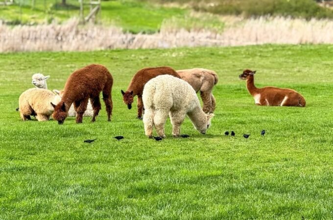 A group of alpacas grazing in a lush green meadow. Some brown and white alpacas are standing and eating grass in a rural setting.