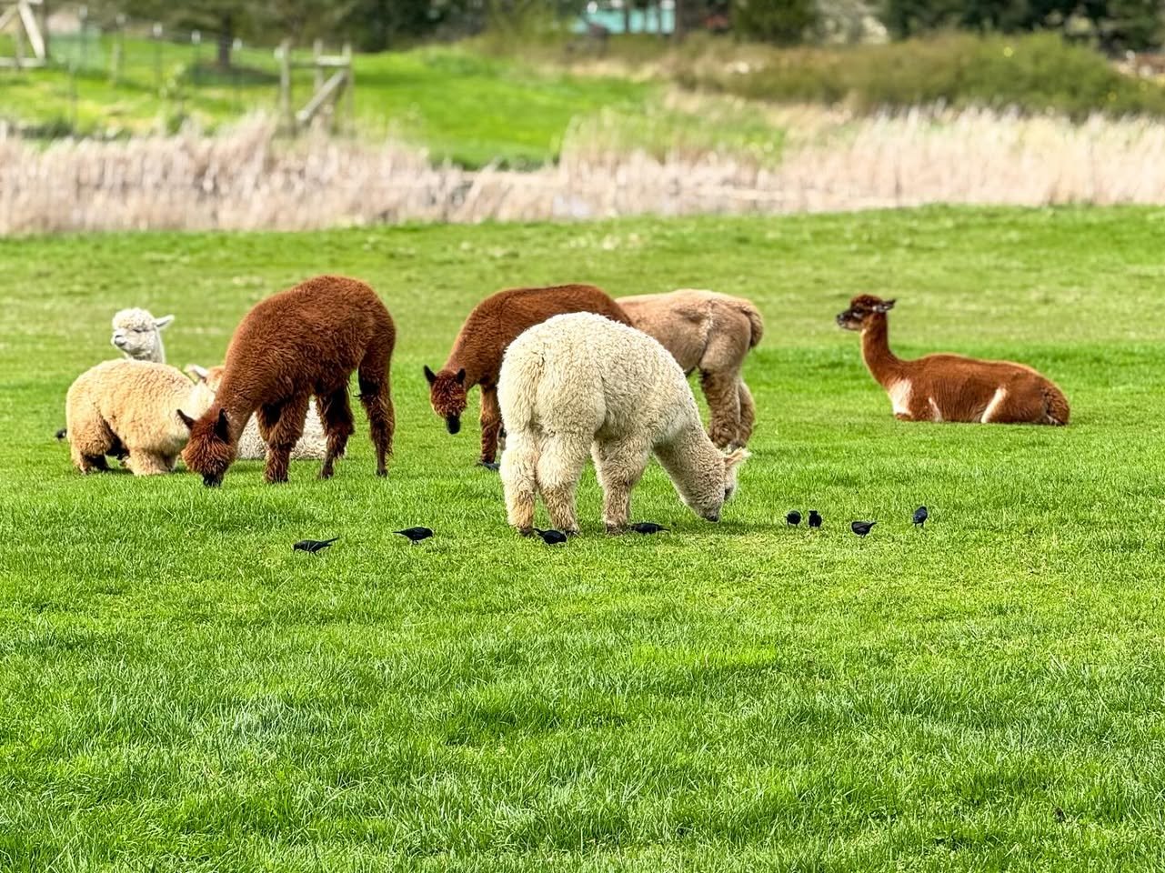 Krystal Acres Alpaca Farm A group of alpacas grazing in a lush green meadow. Some brown and white alpacas are standing and eating grass in a rural setting.