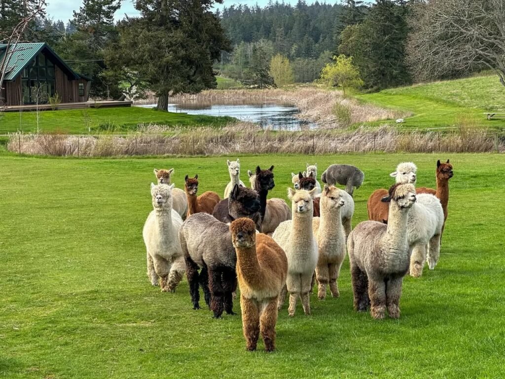 Alpaca Herd in Pacific Northwest Pasture