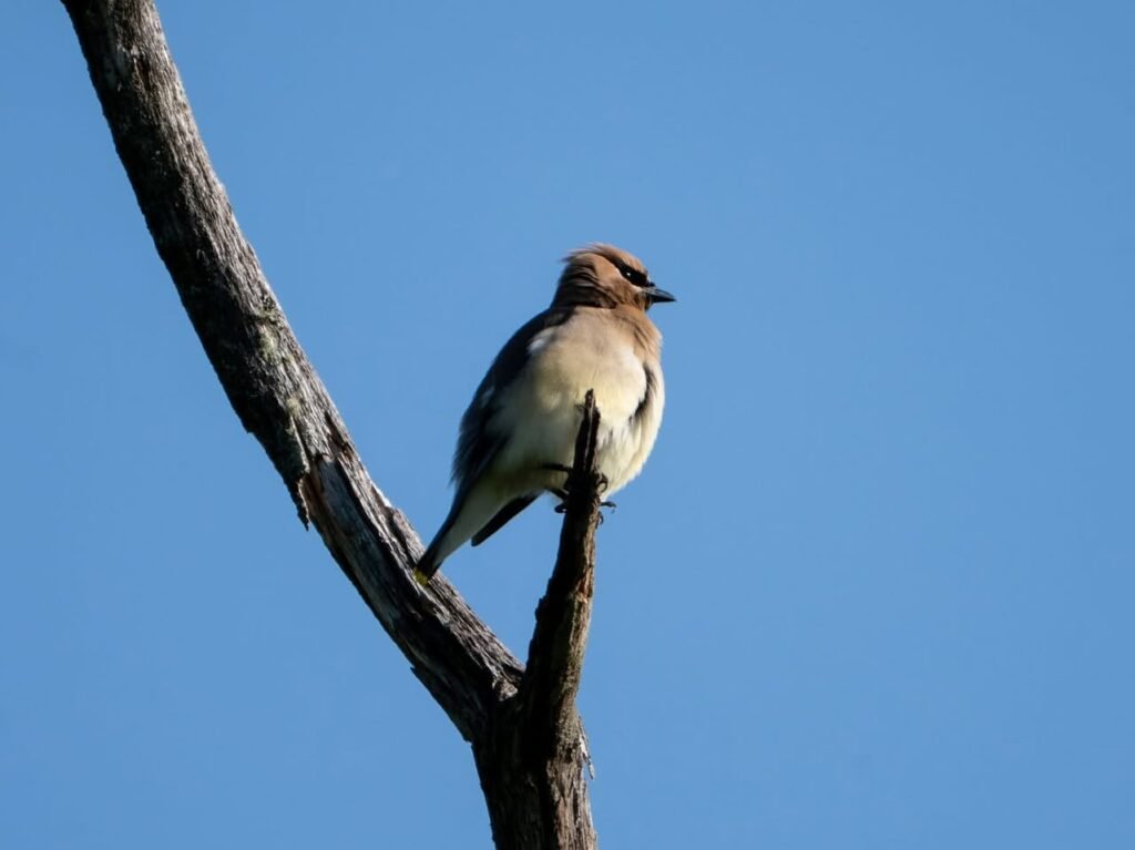 A small bird perches on a weathered branch under a vast blue sky, a scene from a peaceful journey through the Pacific Northwest.