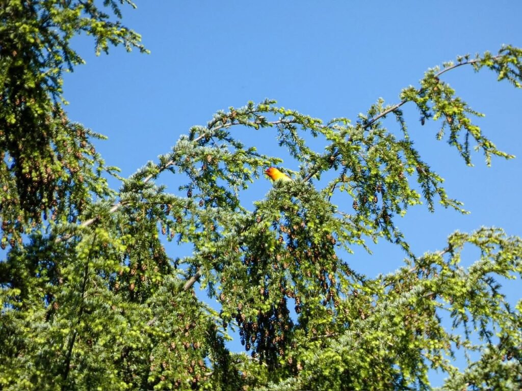 A colorful bird rests among green tree branches under a clear blue sky.