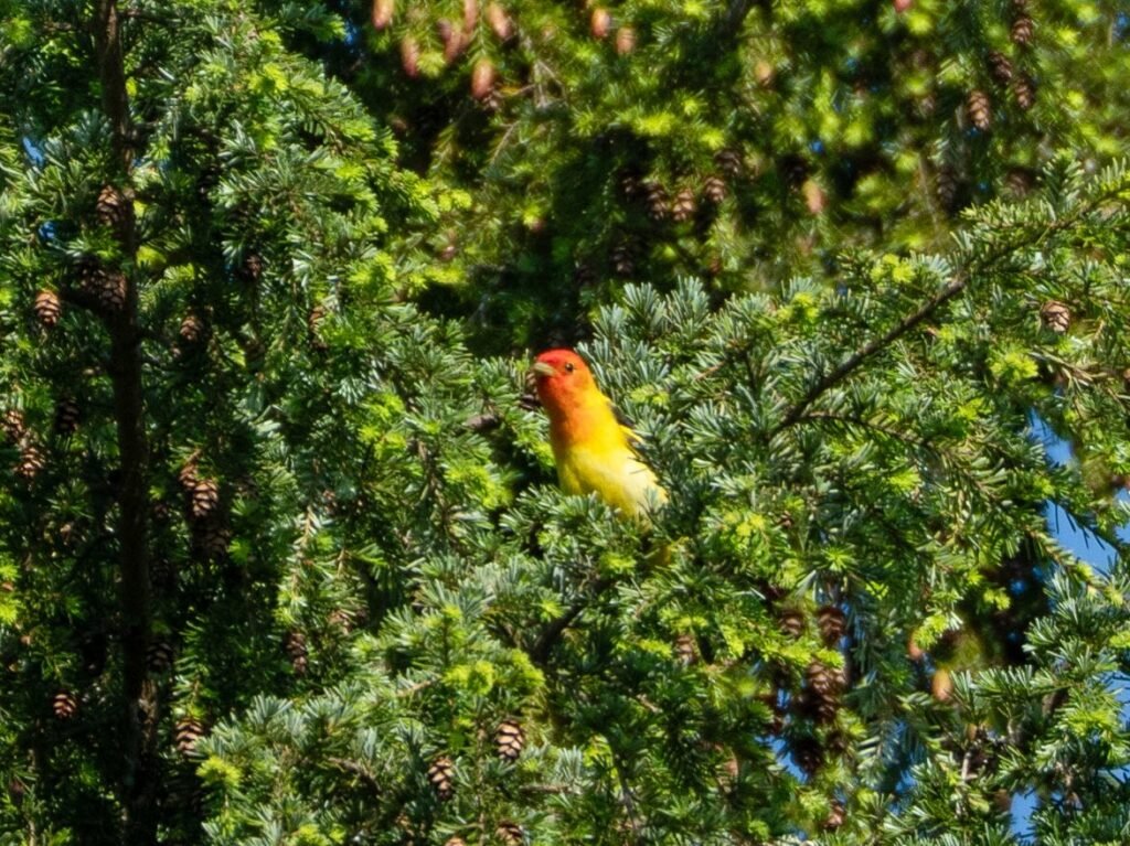 A vibrant yellow and red bird perches among the green branches of an evergreen tree.