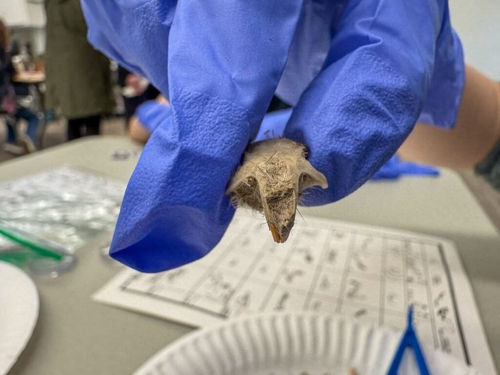A person in blue gloves holding a small bat over a table with papers and a paper plate. Background details are out of focus.