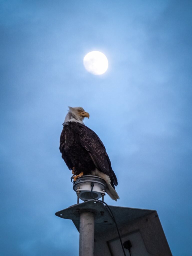 A bald eagle perches on a structure under a bright sun in a clear sky.