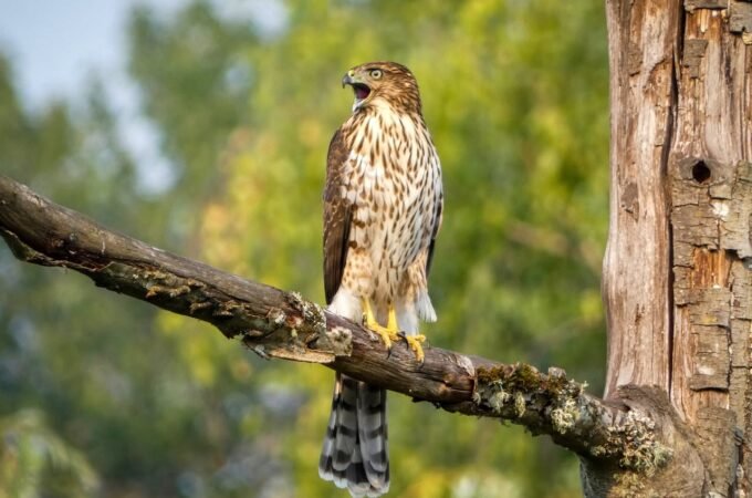 A Sharp-shinned Hawk calls out from a perch on a mossy branch in a lush, green forest setting.
