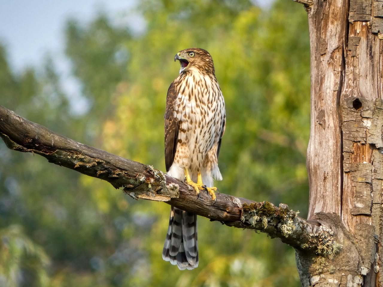 Pilchuck Audubon Photo Contest A Sharp-shinned Hawk calls out from a perch on a mossy branch in a lush, green forest setting.