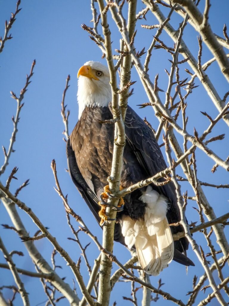 A bald eagle perches on a leafless branch under a clear blue sky, with another eagle visible below amid bare winter twigs.