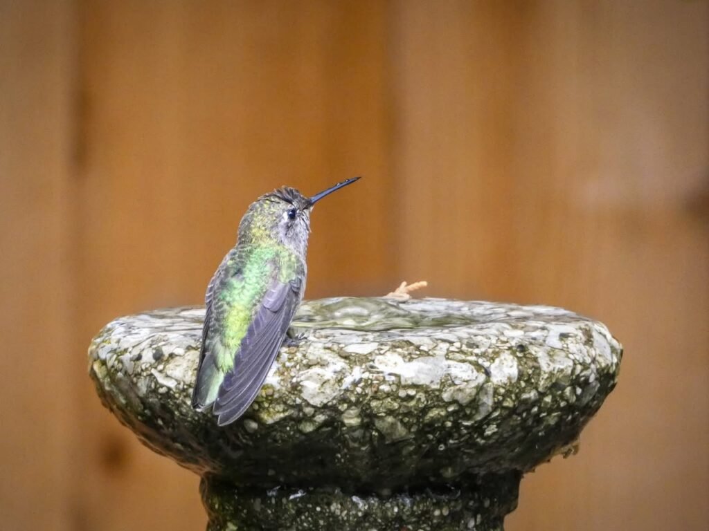 A hummingbird rests on a textured stone near a wooden fence.