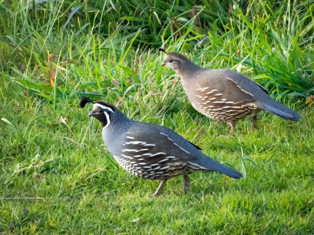 A male and female quail walk through tall green grass in the Pacific Northwest.