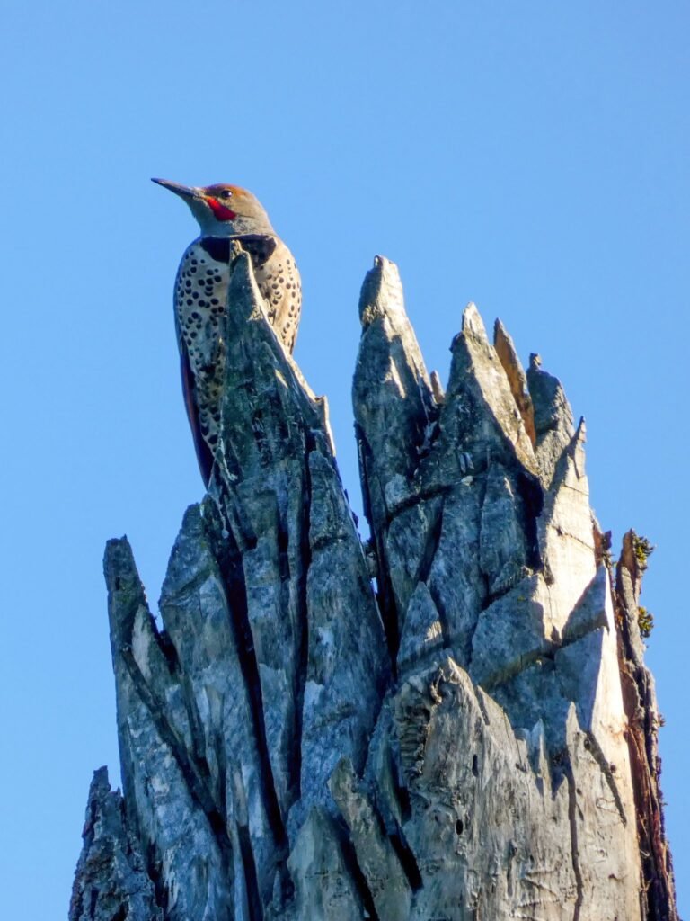 Photographic captures of a red-naped sapsucker perched on a weathered tree stump against a clear blue sky.