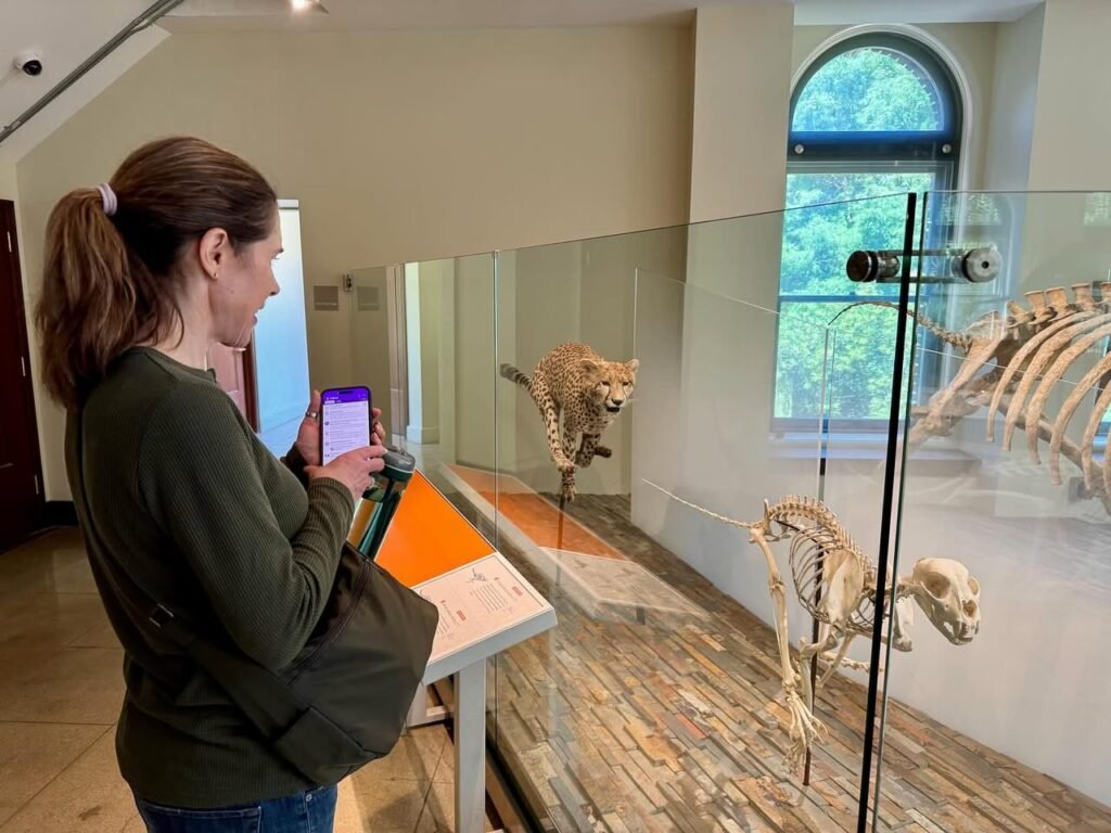 A visitor at a museum examines an animal skeleton display using a tablet near a window with outdoor greenery.