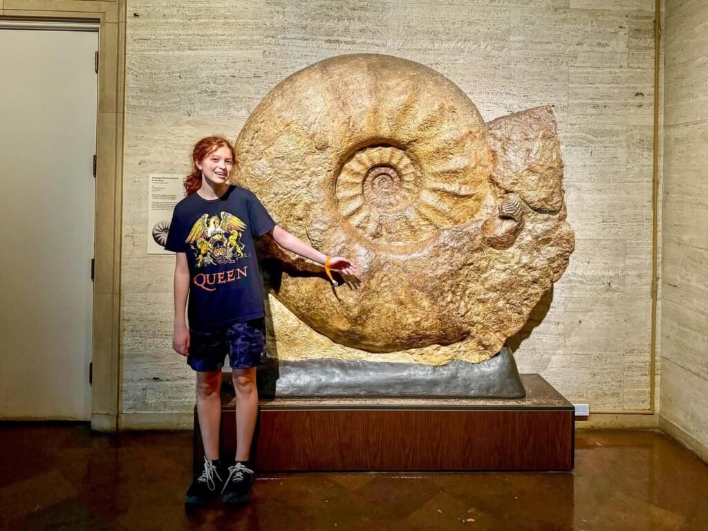 A child stands before a large fossilized ammonite specimen in a museum setting.