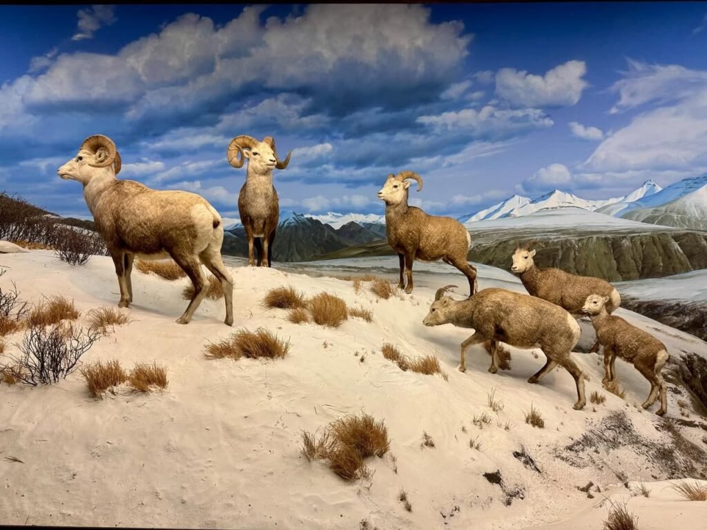 A taxidermy diorama depicting a herd of bighorn sheep on a snowy hill with dramatic mountain peaks and a blue sky.