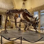 Tyrannosaurus rex and triceratops skeletons displayed inside a grand museum building with classical architecture and a high domed ceiling.