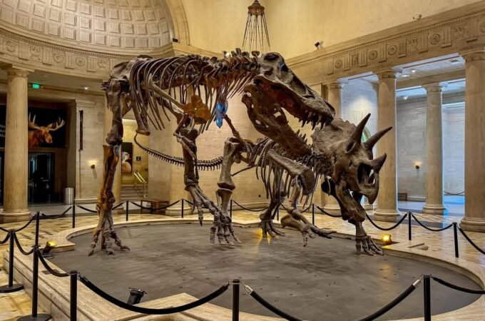 Tyrannosaurus rex and triceratops skeletons displayed inside a grand museum building with classical architecture and a high domed ceiling.