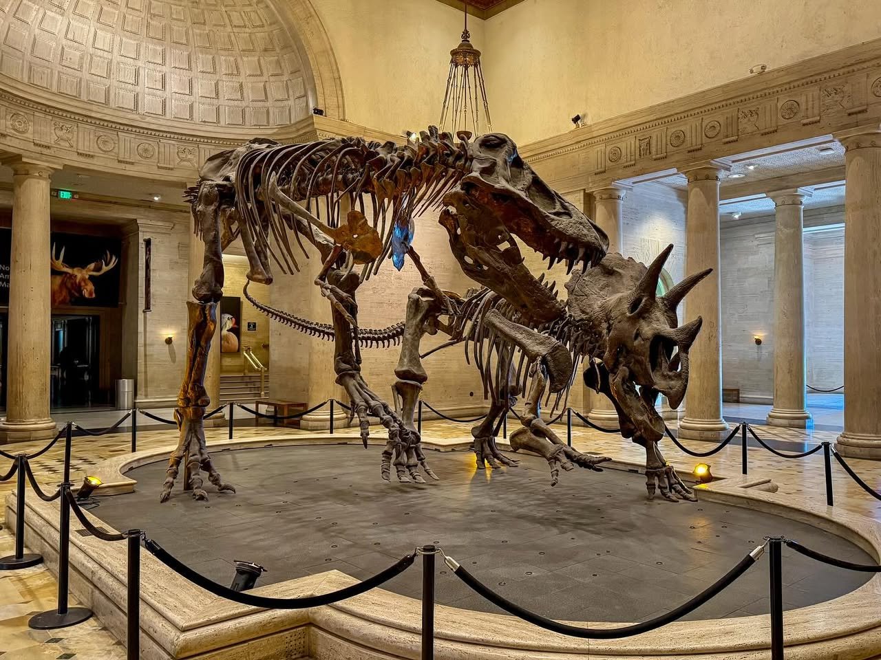 Tyrannosaurus rex and triceratops skeletons displayed inside a grand museum building with classical architecture and a high domed ceiling.